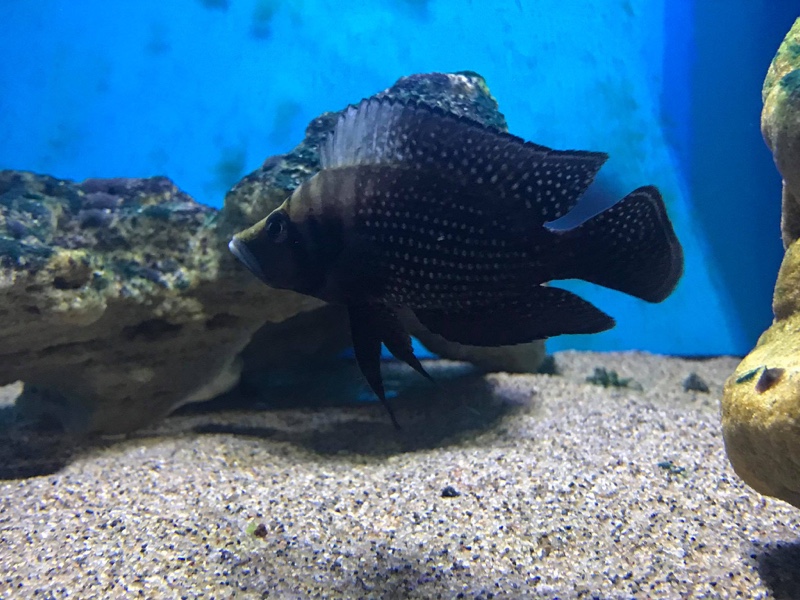 Altolamprologus calvus 'Lupota' (Black)